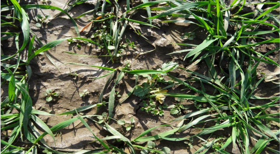Plantacja pszenicy ozimej (małopolskie), stan na 12.03.2020 Ciepła pogoda w ostatnich tygodniach sprzyja intensywnemu rozwojowi chwastów