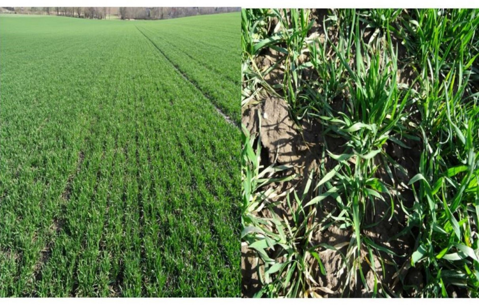 Plantacja pszenicy ozimej – stan bardzo dobry (małopolskie), stan na 12.03.2020