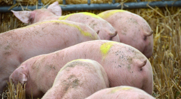 UE: Koronawirus wywiera presję na rynki świń rzeźnych