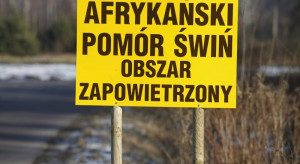 Pierwsze ognisko ASF u świń w tym roku - w województwie lubuskim