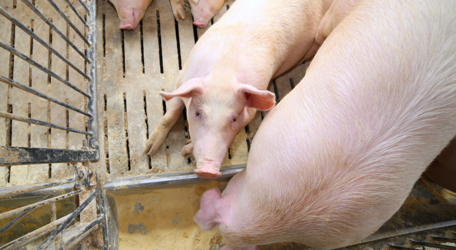 fot. Shutterstock Czy koronawirus dalej będzie ograniczał wzrost cen skupu świń?