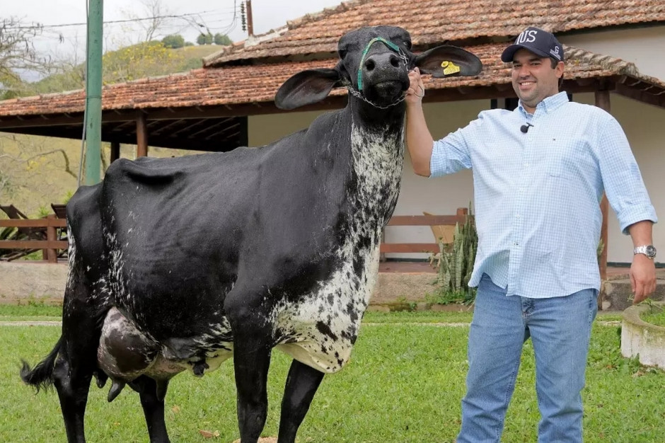 Rekord w produkcji mleka został pobity po niemal 40 latach, fot. Jornal Raízes Rurais