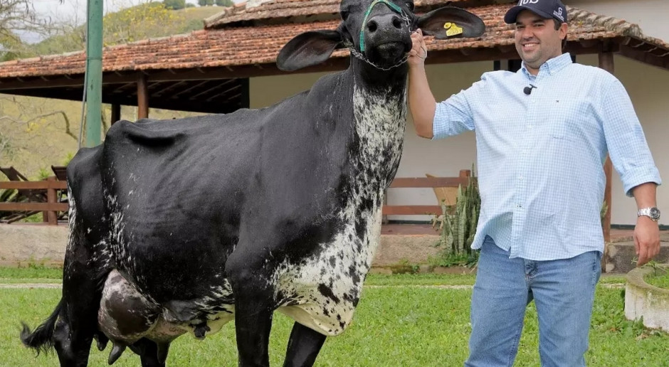 Rekord w produkcji mleka został pobity po niemal 40 latach, fot. Jornal Raízes Rurais Rekord Guinnessa w produkcji mleka pobity