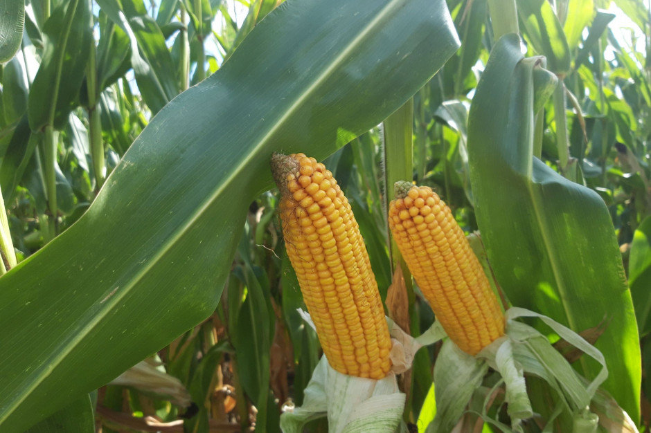 Tezosar® Extra Box to nowe rozwiązanie do ochrony kukurydzy.