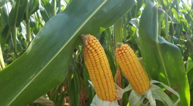 Nowy środek do ochrony kukurydzy od CIECH Sarzyna
