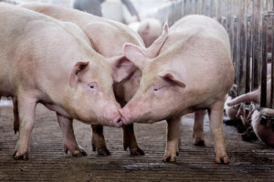 Niemcy: W ciągu roku ubyło ponad pół miliona świń