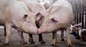Niemcy: Duży spadek cen świń!