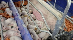 Sama bioasekuracja jest niewystarczająca - potrzeba skutecznego zwalczania ASF u dzików