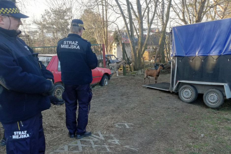 Kozy zostały zabrane przez aktywistów OTOZ Animals do schroniska, Foto: Straż Miejska w Gdyni