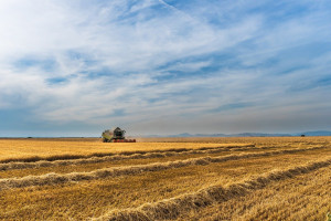 RusAgroTrans: W 2020 r. Rosja zbierze ponad 127 mln ton zbóż