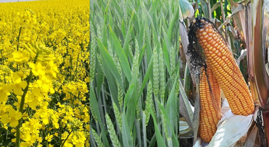 mojeINFOPOLE – w pierwszym okresie darmowy dostęp do aplikacji