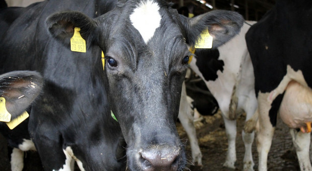 Wstrzymany skup mleka dla wybranych hodowców?