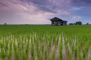 Wietnam przestaje eksportować ryż