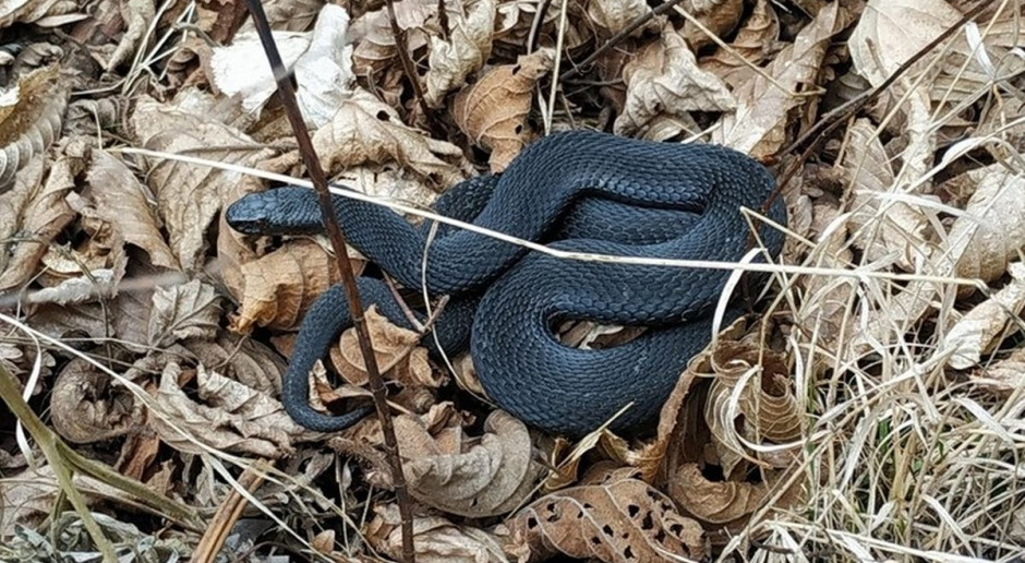Żmije zygzakowate obudziły się z zimowego letargu, Foto: Nadleśnictwo Lidzbark Uwaga, budzą się żmije zygzakowate