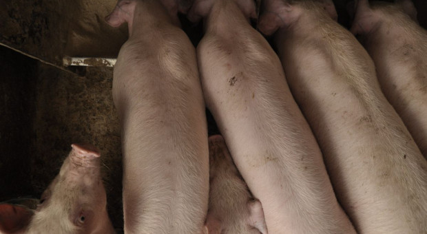 Hodowla i chów świń – nowe wytyczne dla naukowców i praktyków