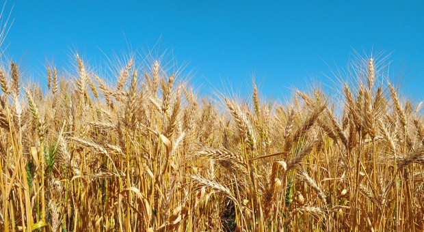 Kazachstan wprowadzi ograniczenia w eksporcie pszenicy i mąki pszennej