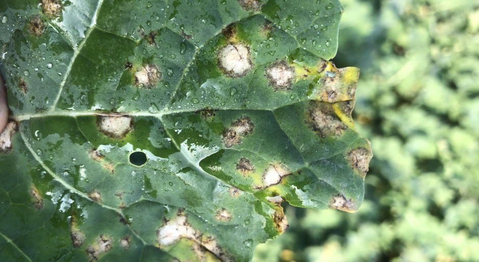 Biała plamistość powodowana przez Mycosphaerella capsellae st. kon. Pseudocercosporella capsella; Fot. IOR-PIB Poznań Białe plamy na rzepaku – co mogą oznaczać?