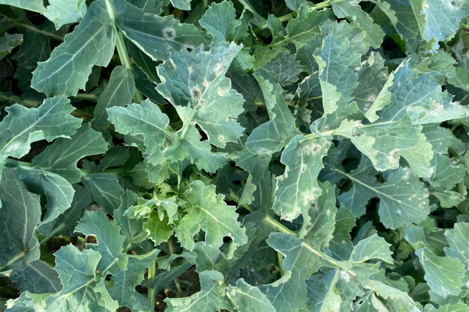 Objawy takie były widoczne na kilku plantacjach położonych w różnych lokalizacjach Fot. M. Mojzesowicz Timac Agro