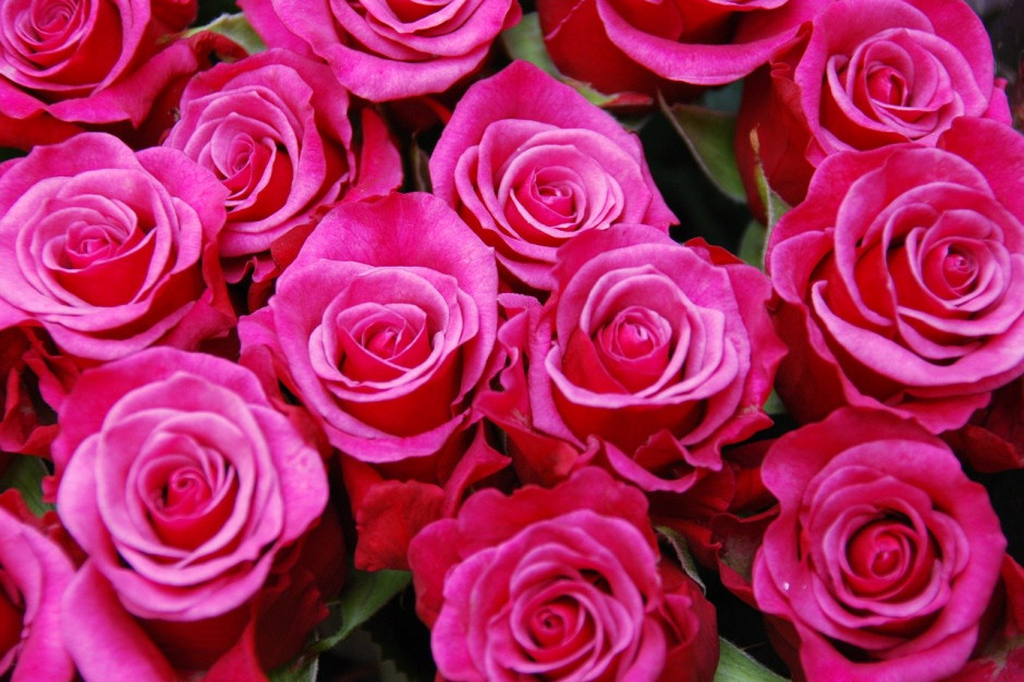 Najbardziej ucierpiał niderlandzki eksport kwiatów ciętych, takich jak tulipany i róże do innych krajów europejskich; Fot.pixabay.com