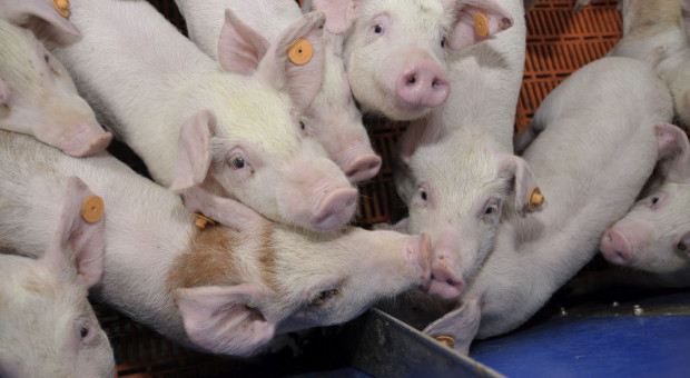 ASF coraz bliżej Niemiec – co to oznacza dla polskiego sektora świń?
