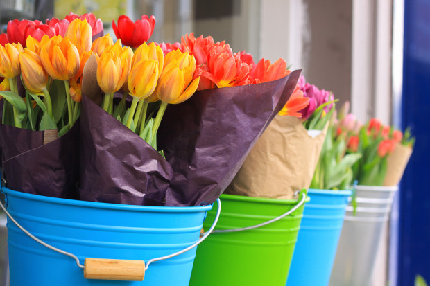Na rynku w Broniszach królują tulipany