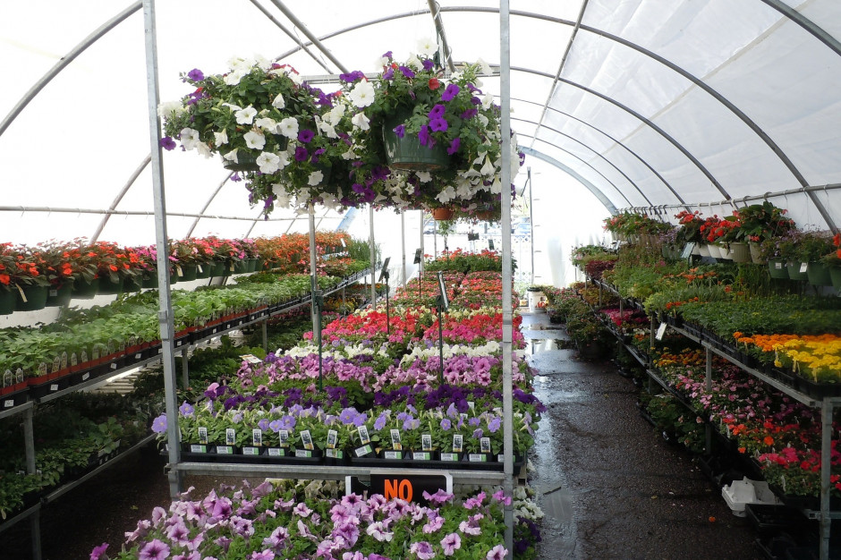 Producenci kwiatów i roślin ozdobnych cały czas walczą o wsparcie; fot. pixabay