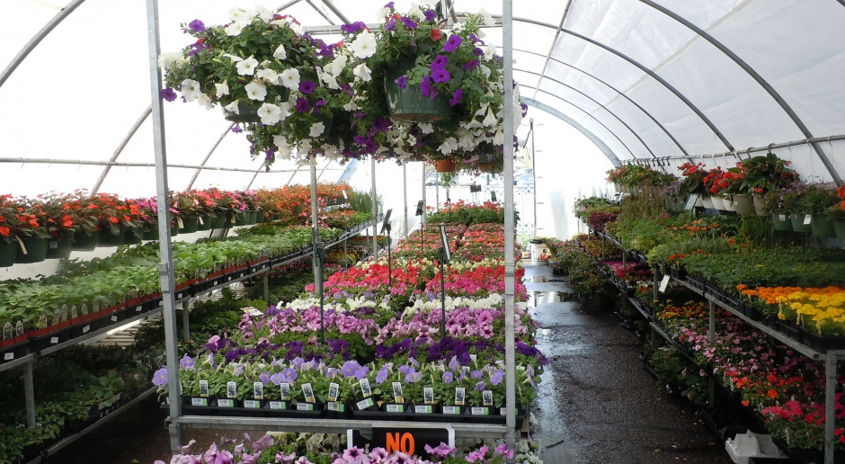 Producenci kwiatów i roślin ozdobnych cały czas walczą o wsparcie; fot. pixabay Producenci roślin ozdobnych nie ustają w boju