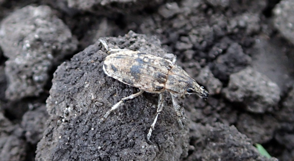 Szarek komośnik; Fot. IOR PIB Kolejny insektycyd do zwalczania szarka komośnika