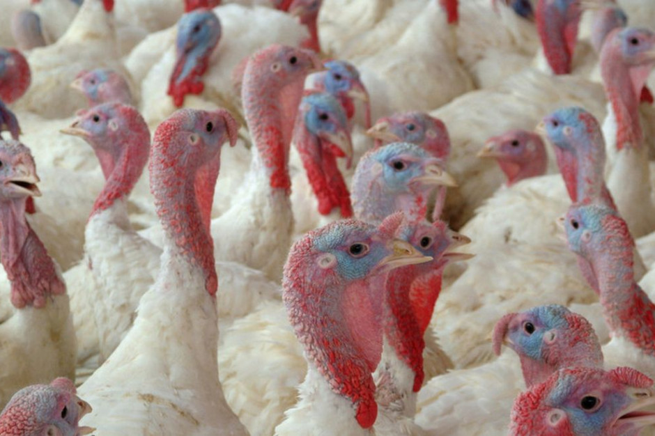 Ognisko ptasiej grypy na fermie indyków w Lubuskiem Fot: Shutterstock.com