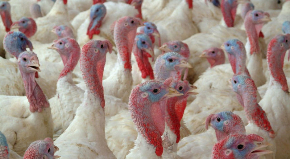 Ognisko ptasiej grypy na fermie indyków w Lubuskiem Fot: Shutterstock.com Ognisko grypy ptaków w woj. lubuskim. Do utylizacji prawie 30 tysięcy indyków