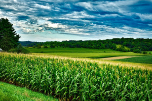 USA: Ogromna planowana powierzchnia uprawy kukurydzy