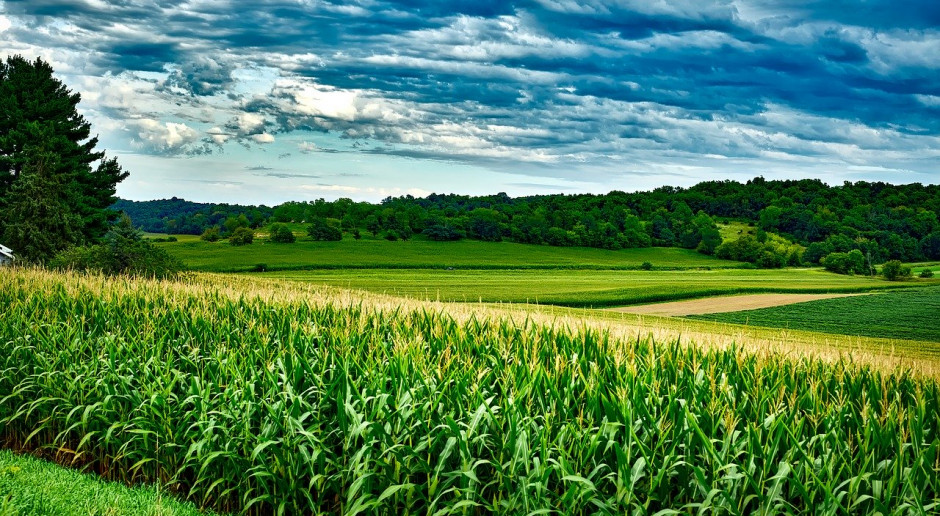 Według amerykańskiego ministerstwa rolnictwa (USDA), amerykańscy rolnicy w 2020 r. chcą zasiać największy od 8 lat areał kukurydzy; Fot.pixabay.com USA: Ogromna planowana powierzchnia uprawy kukurydzy