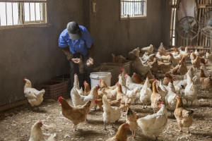 Białoruś z powodu grypy ptaków ogranicza import drobiu z Polski i Niemiec