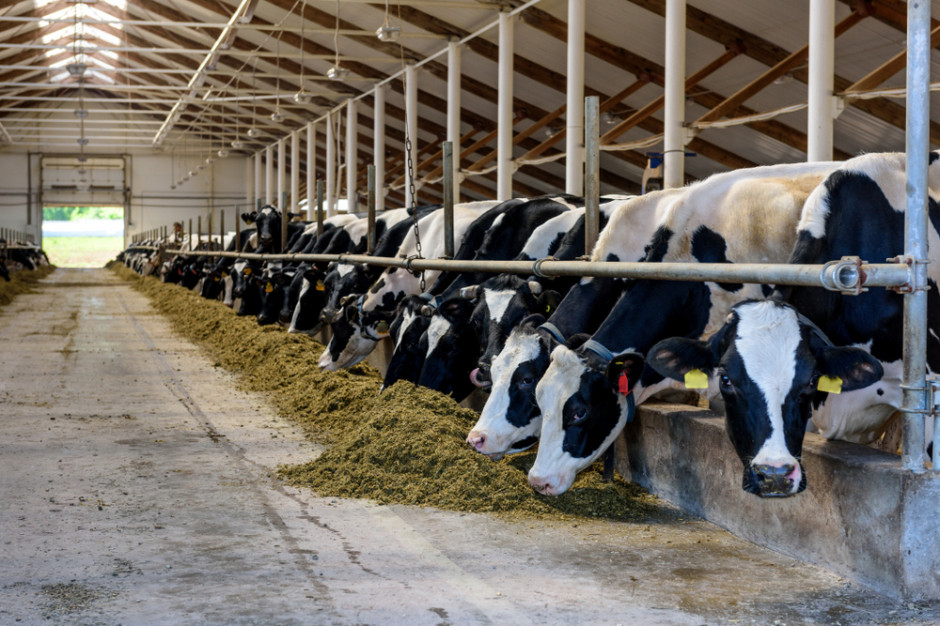 Austria: do 2030 r. będzie zabronione utrzymywanie krów w oborach na uwięzi ; Fot. Shutterstock