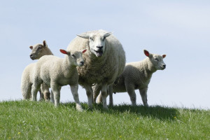 Bieszczady: pogoda i turyści sprzyjają wypasowi owiec