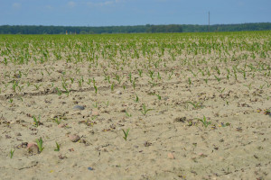 Jak uchronić kukurydzę przed szkodnikami?