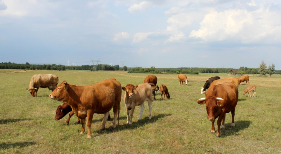Jakie nastroje panują wśród producentów bydła mięsnego?