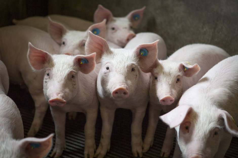 W drugim ognisku ASF w 2020 r. utrzymywanych jest 10 tys. świń. fot. Shutterstock