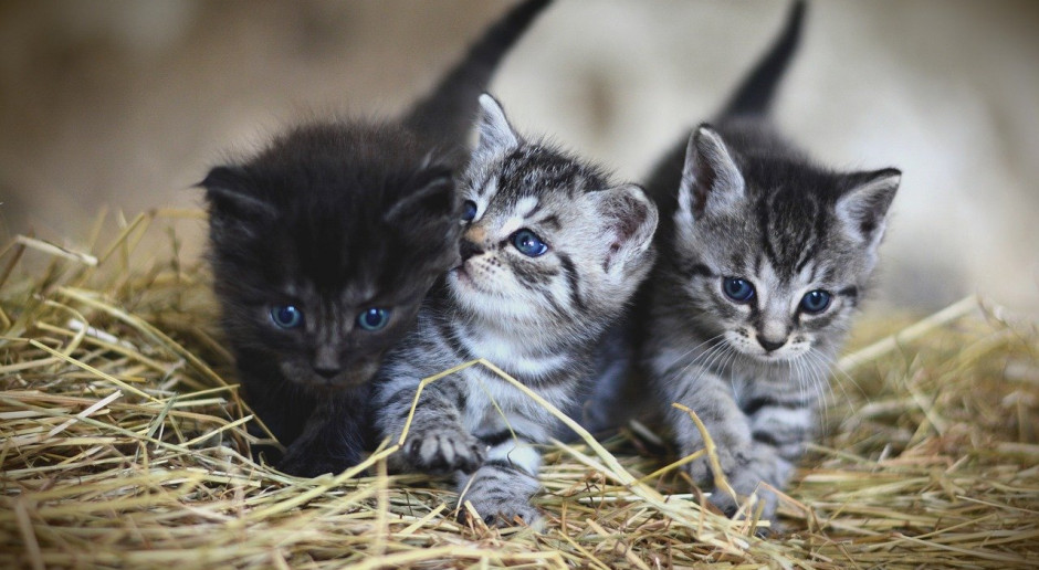 Dyrektor ZOO w Poznaniu: Koty nie są w stanie zrażać ludzi koronawirusem; Fot.pixabay.com Koty nie są w stanie zarażać ludzi koronawirusem