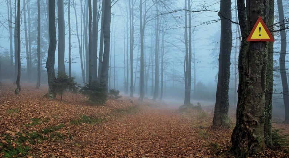 Zakaz wstępu do lasu obowiązuje również myśliwych, Fot. pixabay PZŁ do myśliwych: las poczeka, ale róbmy swoje