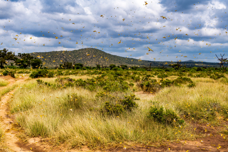 Eksperci uważają, że jedynym skutecznym sposobem walki z szarańczą jest rozpylanie pestycydów nad polami, Fot. Shutterstock
