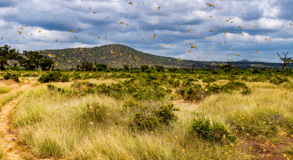 Eksperci uważają, że jedynym skutecznym sposobem walki z szarańczą jest rozpylanie pestycydów nad polami, Fot. Shutterstock Plaga szarańczy w Afryce; przez koronawirusa nie ma jak z nią walczyć