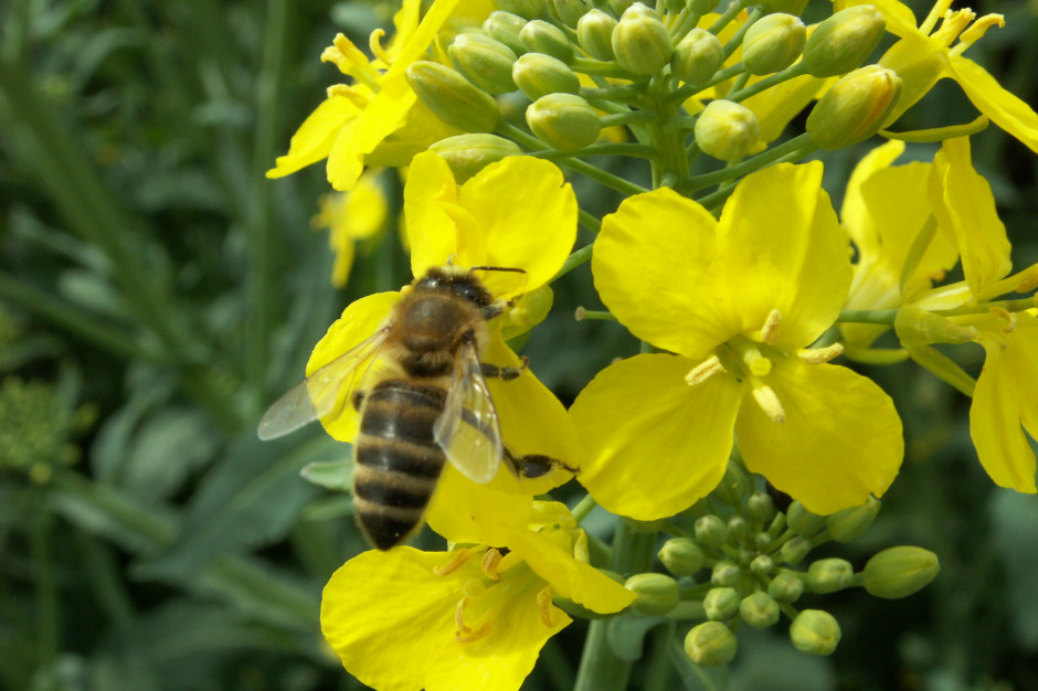 Podczas aplikacji środków ochrony roślin, bardzo duże znaczenie ma ochrona pszczół , trzmieli i innych zapylaczy.