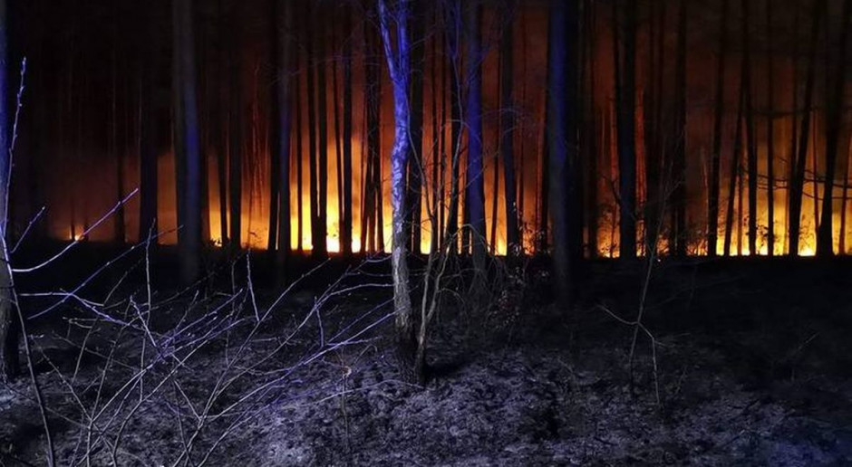 Ogien podłożono w kilku miejscach, Foto: OSP Lubiszyn Palił się las pod Gorzowem Wielkopolskim