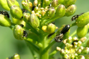 Rotacja insektycydów w rzepaku: czy jest jeszcze możliwa?