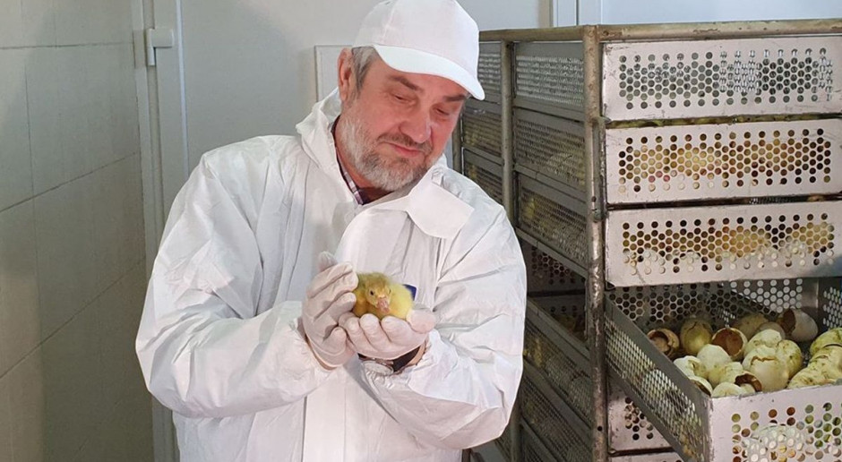 Chów przyzagrodowy może byc teraz ratunkiem dla wylegarni, Foto: MRiRW Minister Ardanowski poleca przydomowy chów gęsi