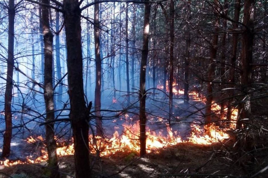 Wypalanie trawy na działce skończyło się pożarem lasu, Foto ilustracyjne: Straz Pożarna