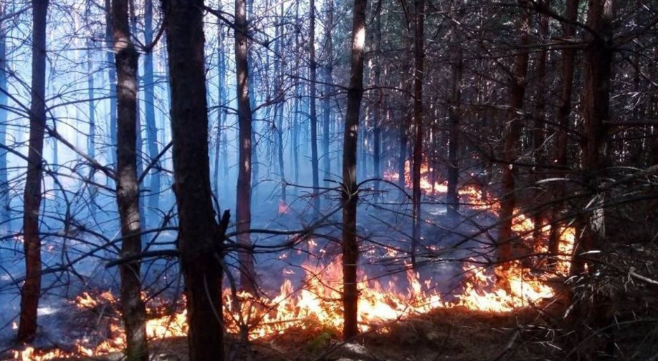 Wypalanie trawy na działce skończyło się pożarem lasu, Foto ilustracyjne: Straz Pożarna Wypalał trawę na działce - spalił 1,5 ha poszycia lasu