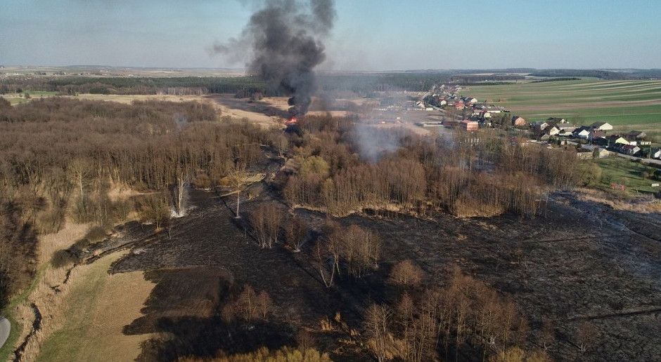 Spłonęło prawie 30 ha łąk i torfowisk, Fot. Nadleśnictwo Pińczów Groźny pożar chronionych łąk i torfowisk