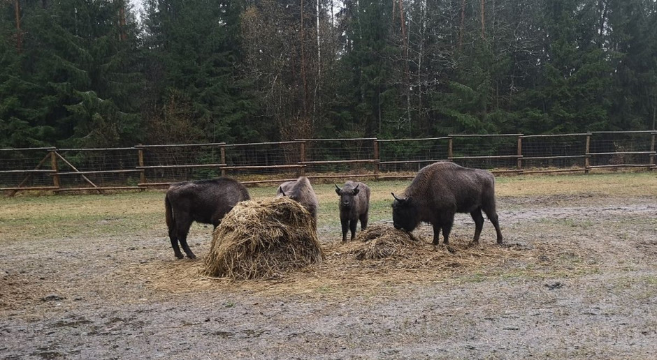 Cztery młode żubry dołączyły do stada w Puszczy Augustowskiej, Foto: LP Nowe żubry już na wolności w Puszczy Augustowskiej